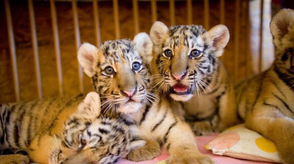 980222_tiger-sibirsky-tiger-oaza-tigricata