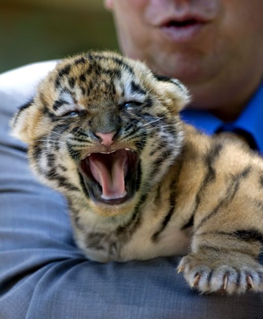 20100624_133141_sweden_-_tiger_cub_sto8010110214