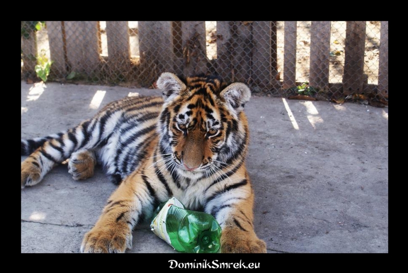 Tiger-sibirsky-v-zajati