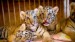 980222_tiger-sibirsky-tiger-oaza-tigricata