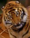 Tiger_Tooth_Brush_by_naturelens