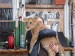 SAM_2746